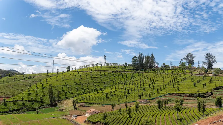 Tea gardens on the road up to Ooty