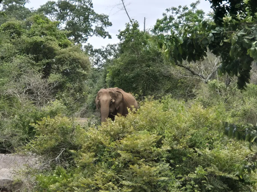 Wild Asian elephant in Mudumalai Tiger Reserve