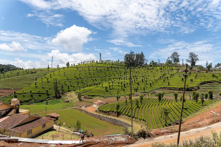 Tea plantation slopes near Coonoor