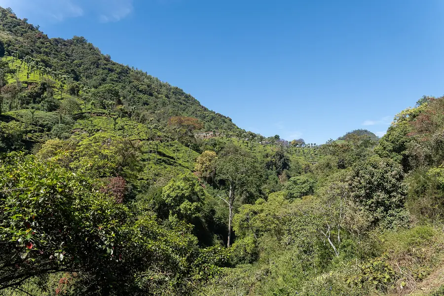 Forest valley along the Nilgiri Mountain Railway line